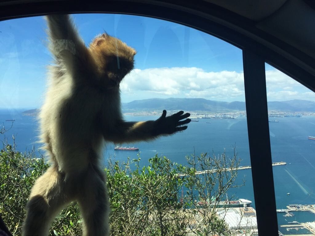 małpa Gibraltar atak