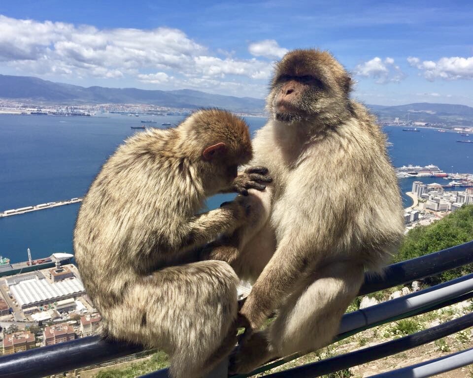 Małpy Gibraltar
